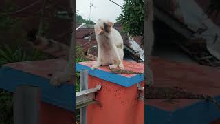 KUCING VS TOKEK, Lihat Serunya Pertempuran LUCU keduanya. #kucinglucu #tokek
