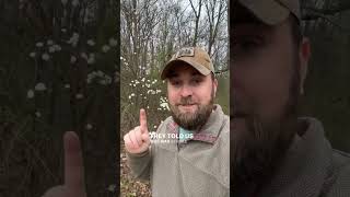 Plant Native This Year