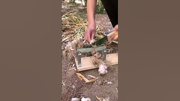 The process of cutting wild onion roots with knife #goodtools #machinery #shorts