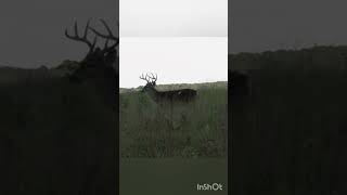 Huge Buck Hunting Adventure | Ultimate Deer Hunt#deerhunting #deerseason #bucks