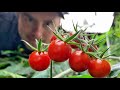 RESULTS! —  Hydroponic tomatoes: How to grow tomatoes forever..ish. Or for a really long time.