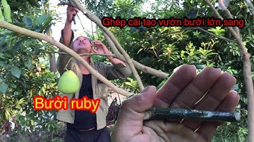 Ghép Cải Tạo Vườn Bưởi Ăn Quả Sang Bưởi Ruby#ghep bưởi ruby,Thang bom vlog