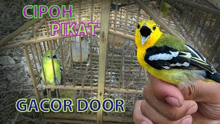 Cipoh pikat gacor door.............