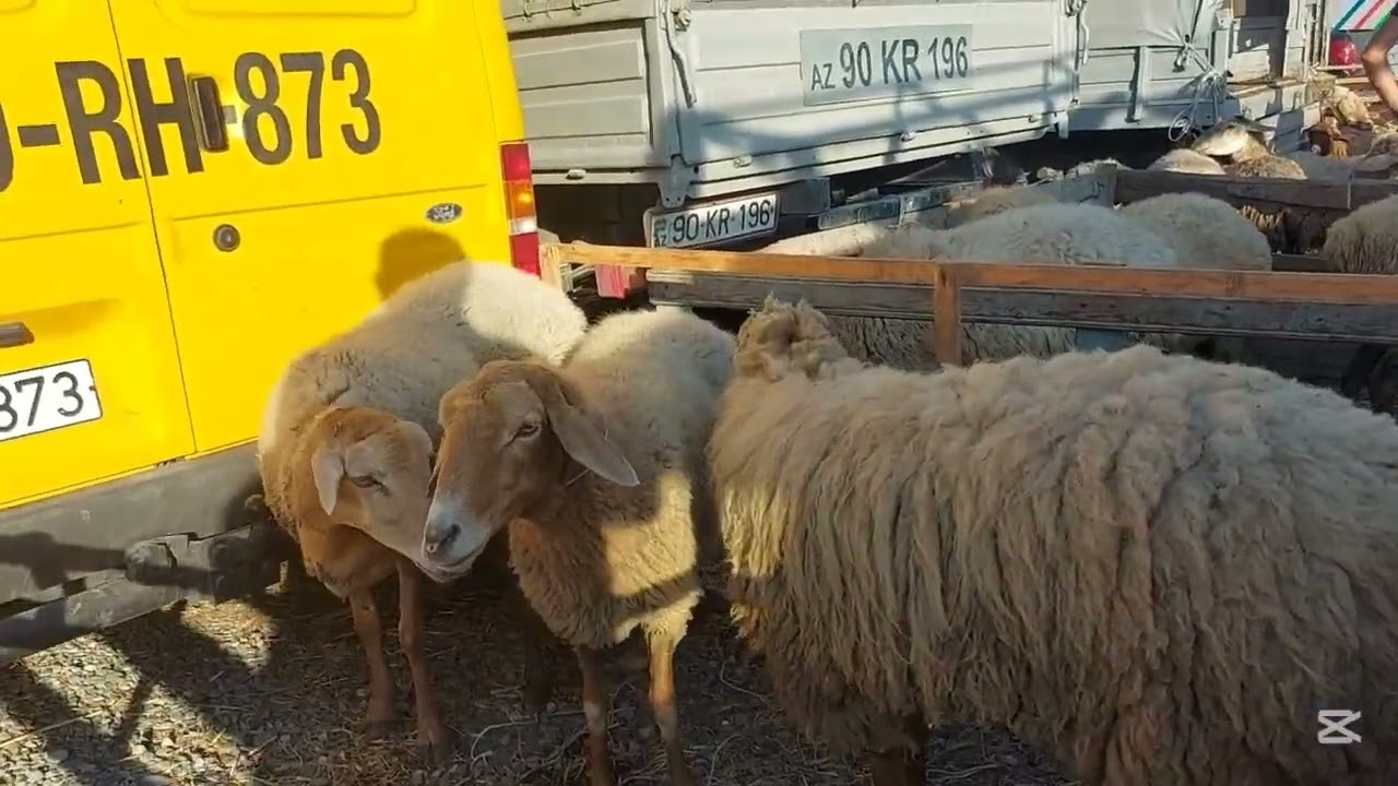 Xaçmaz Qoyun Bazarı.24.08.25 ☎️ 050-246-87-70