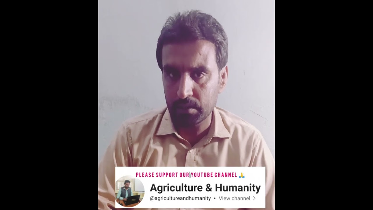 🌾 IV-3 Wheat Variety – High Yielding – Rust Resistant – Wheat Issues – Agriculture and Humanity