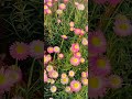 Acroclinium #flowers #flowerarrangement