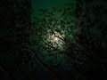 The Moon's Magic 🌝#lyricvideo #moonlight #viralreels #lovemusic #necharlover #trendingvideo