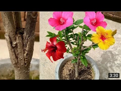 HIBISCO MULTICORES EM VASO FAÇA VOCÊ MESMO.