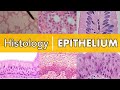 Histology | Epithelium