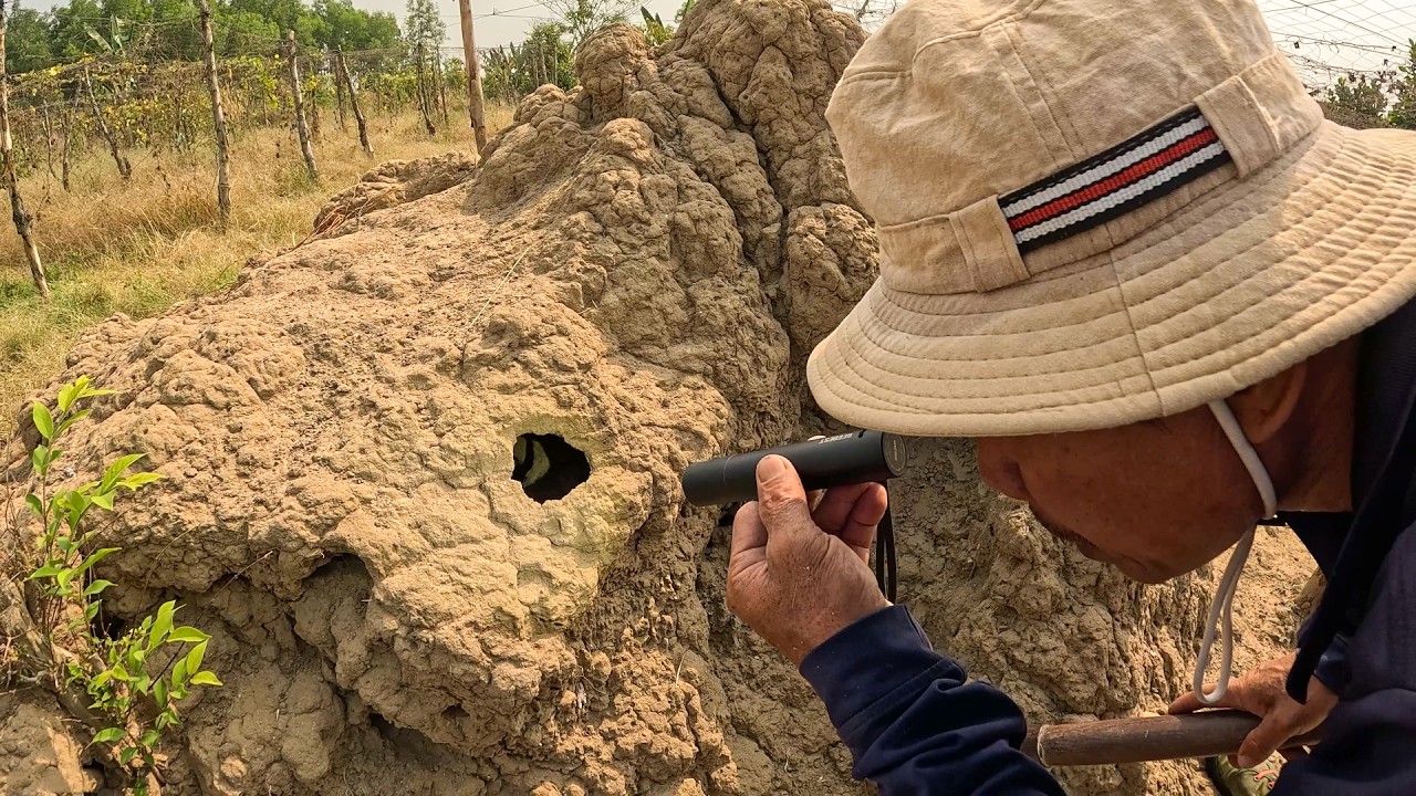 Giúp Cô Và Chú Ở Đồng Nai, Bắt Con Rắn Đang Lẫn Trong Ụ Mối | TGSB #1109