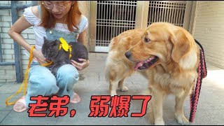 【国庆出去浪】第一次遛猫猫直接吓懵了