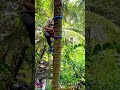 How to climb trees || Homemade tools for climbing coconut trees