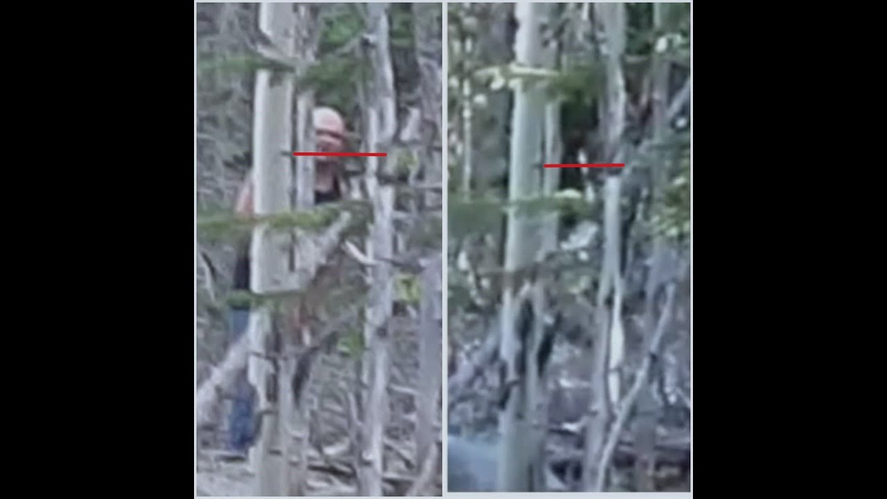 69 ( Update ) sasquatch, bigfoot ancient being an unseen world, project sasquatch.