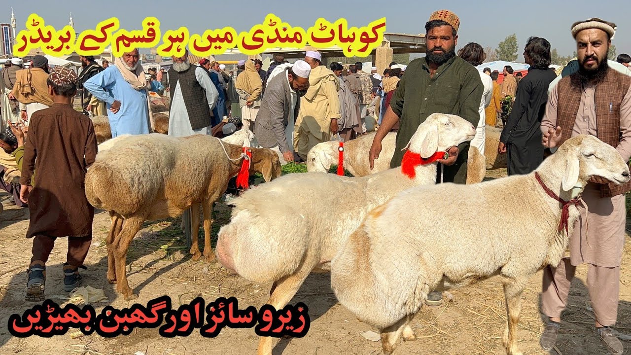 Kohat Biggest Breeder Mandi