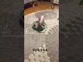 #cat #cats #funnyshorts #kitten #веселыекоты #сфинксы #sphynx #видосыоткота #cute