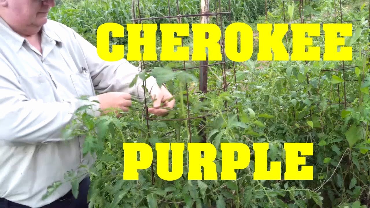 Indeterminate Tomato Maintenance Cherokee Purple 2020