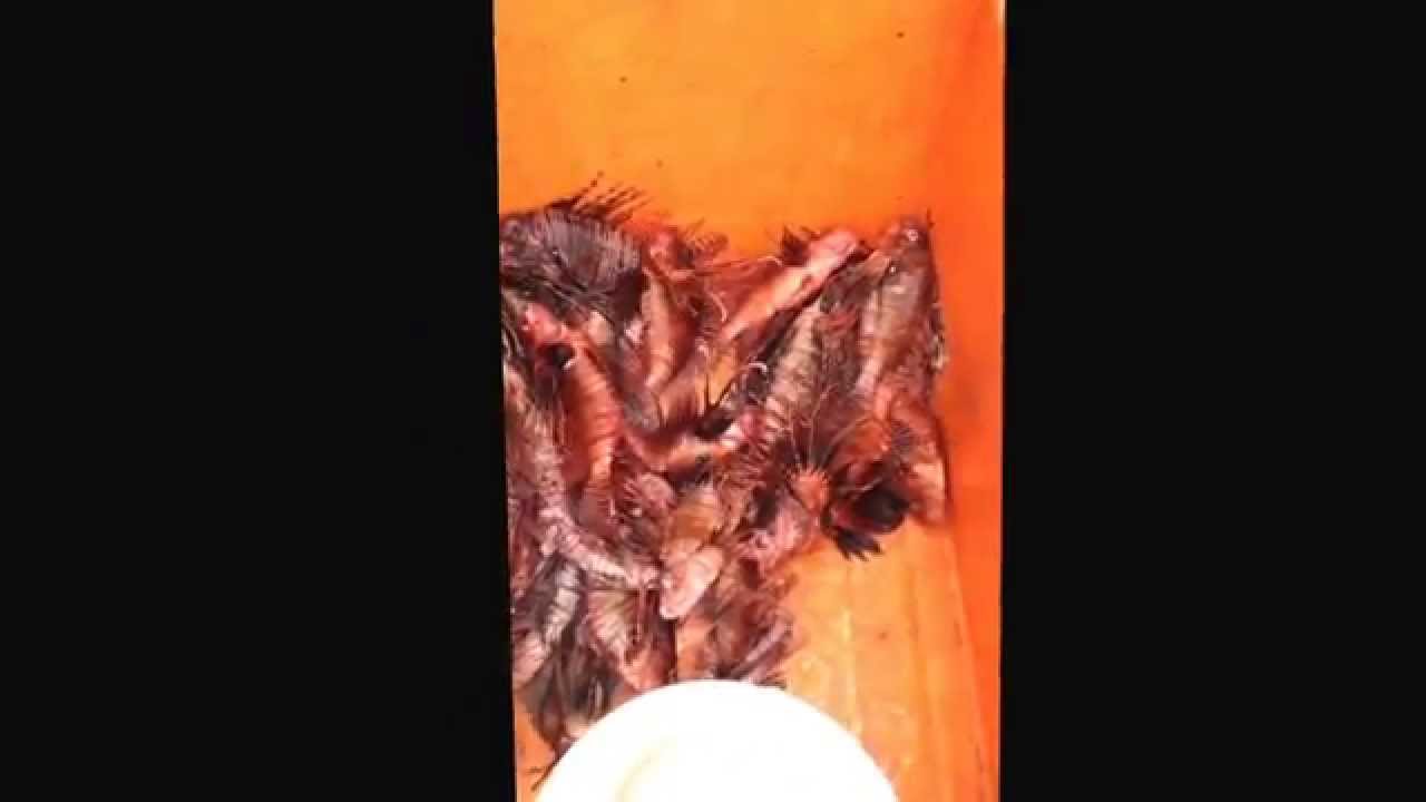 Poisson lion pêche de casier 90 m de fond