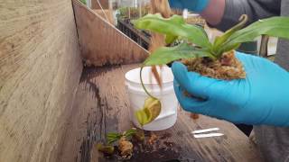 GROWING SPHAGNUM MOSS WITH NEPENTHES CARNIVOROUS PLANT TOP