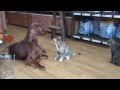 Strong is the cat rather than the Irish Setter