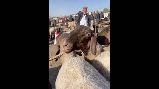 Рамзан Кадыров Изнасиловал Овцу