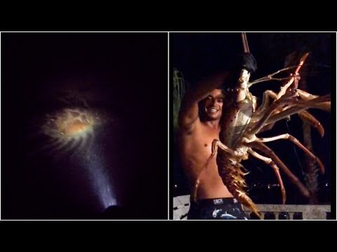 Footage of the moment fishermen accidentally caught GIANT lobster.