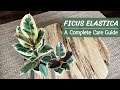 Complete ficus elastica care guide  rubber plant care and propagation