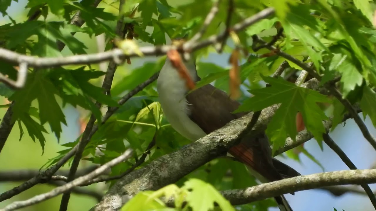 Yellow-billed Cuckoo 