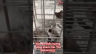 Giao 20 chồn hương giống khách Cần Thơ 0947411522