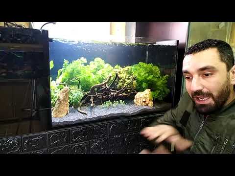 فيديو: كيف تغسل النباتات من حوض السمك