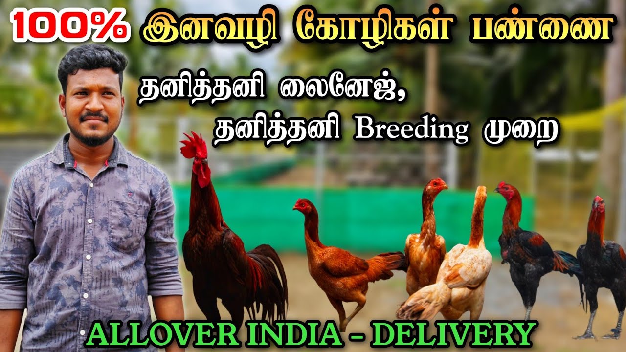 இனவழிக்கோழி வளர்ப்பில் சந்தேகங்கள் | என்னென்ன இனவழி கோழிகள் இருக்கு? | Pure Lineage Breed | Farming