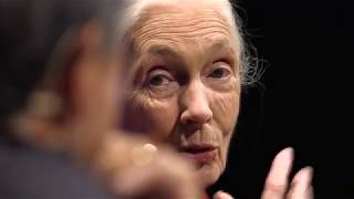 INTERVIEW Dr. Jane Goodall, DBE, with Guy Kawasaki | TEDxPaloAltoSalon