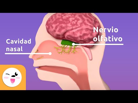 Video: 3 formas de mejorar su sentido del olfato