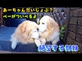 絶望し慰め合うゴールデンレトリバー姉妹