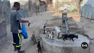 Somali Boy Cares for Neglected Animals | VOANews