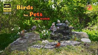 Birds for Pets to watch - 4K HDR - CATs tv