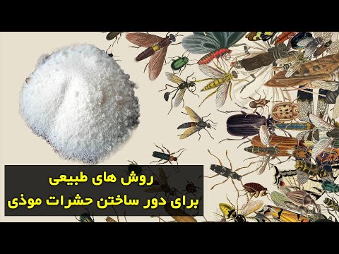 تصویری: چگونه برای همیشه از شر شپش چوب در خانه خلاص شویم؟