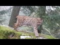 Lynx boral  lapparition du fantme