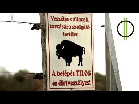 Videó: A Nemzeti Park Szolgálat Arra Kéri Az Embereket, Hogy Hagyják Abba A Bölény Petícióját