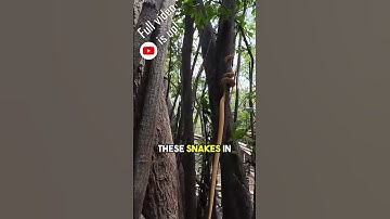 Jungle slangen verplaatsen. De volledige video is online! #reptielen #gevangen #smaragdboomboa #a...