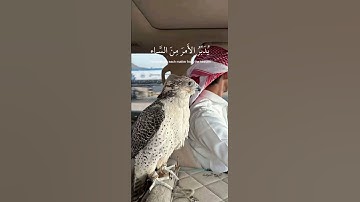 {أفلا تَتَذَكَّرُونَ يُدَبِّرُ الأمر مِنَ السَّمَاءِ}||من سورة السجدة|| القارئ عبدالرحمن مسعد🥀