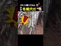 タケノコ採ってたらクマの冬眠穴発見!#shorts