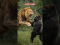 Lion and gorilla#Shorts#LionGorilla
