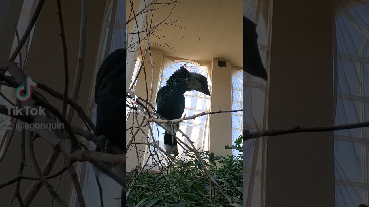 Bird Kingdom Niagara Falls