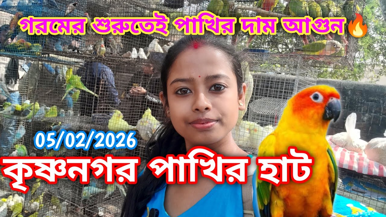 গরমের শুরুতেই পাখির দাম আগুন🔥|| অসাধারণ পাখির কালেকশন || Krishnagar pakhir hat || 5/2/2026