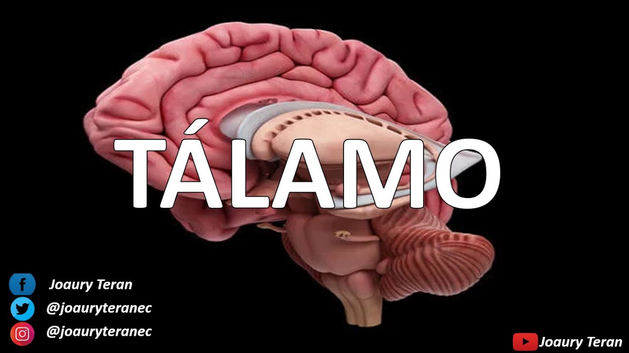 TÁlamo Conformación Núcleos Y Sus Funciones Youtube