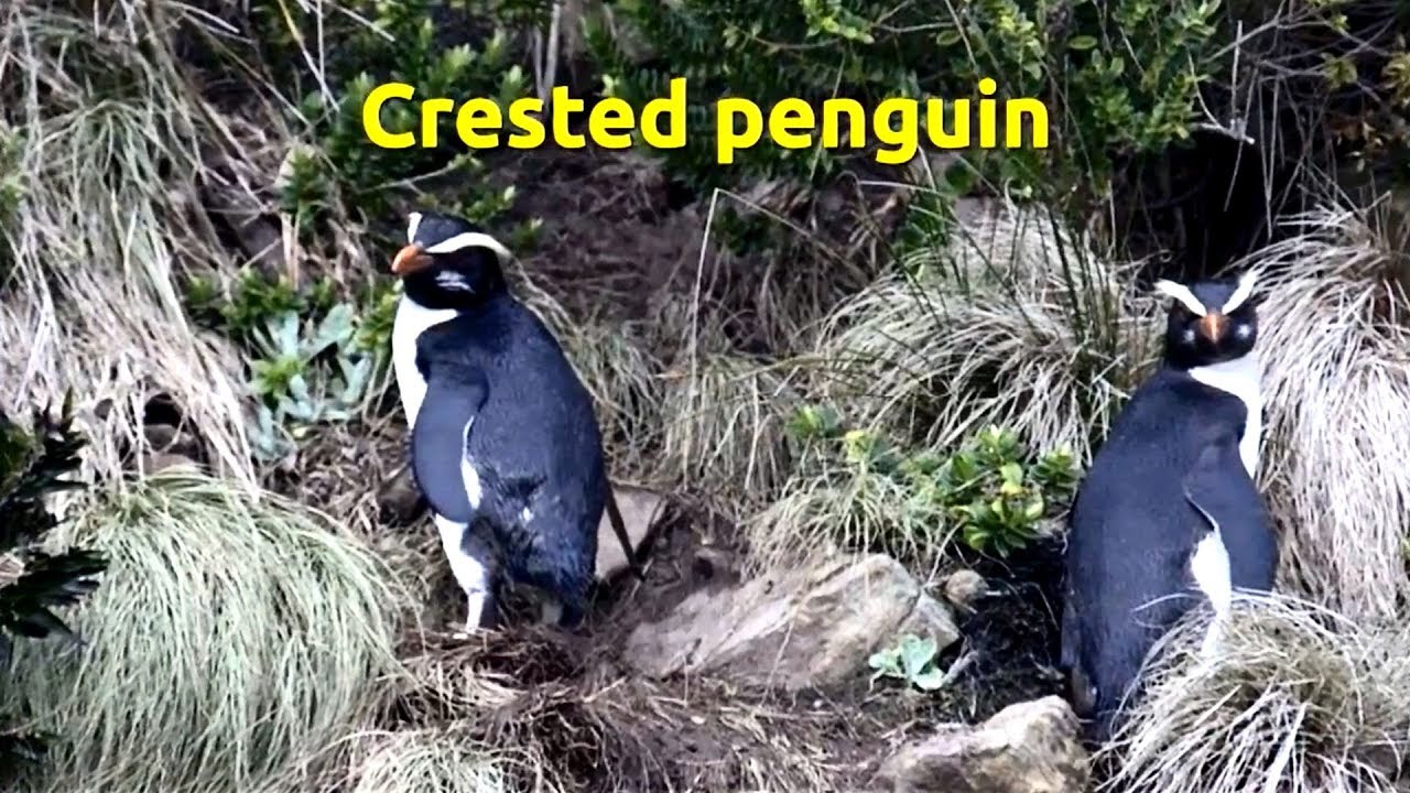 Erect-crested penguin (Eudyptes sclateri) 