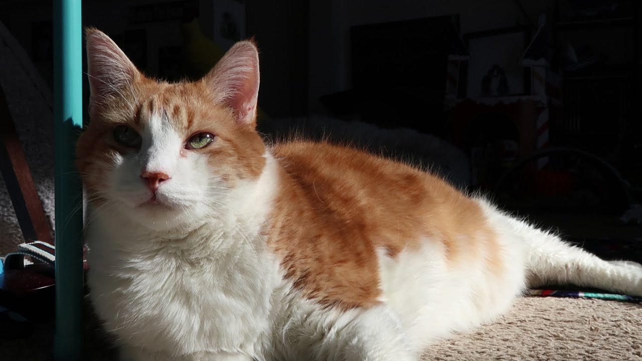 My Cat Looks At Me With Love YouTube