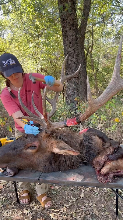 Skinning an Elk head for taxidermy 🦌🍂 #taxidermy #elk #wapiti #taxidermyart #taxidermist