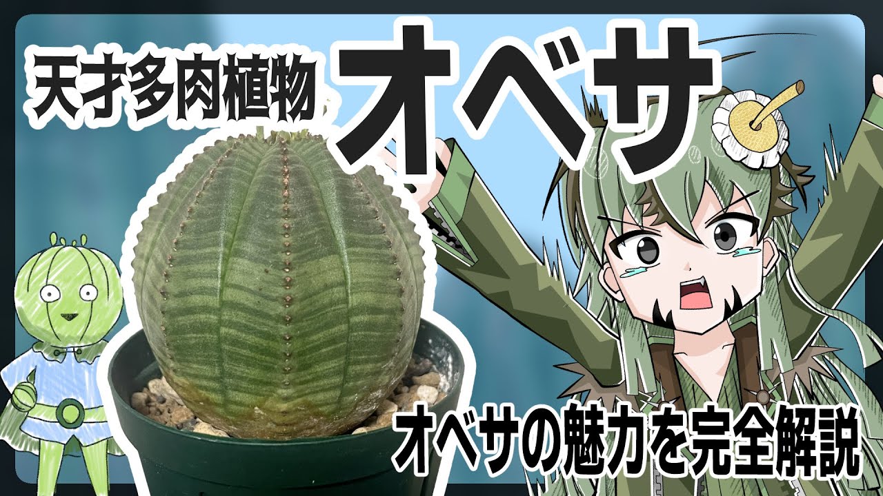 【アニメ解説】可愛すぎる天才多肉植物「ユーフォルビア・オベサ」、狂気のアニメが放送中！！【珍奇植物】