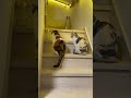 蝶々🦋のおもちゃに特に興味がない二人#ねこのいる暮らし #ねこ動画 #ねこのいる生活